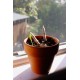 "ODI ET AMO" - SPROUT, una matita che cresce! Sprout, la matita che si pianta.